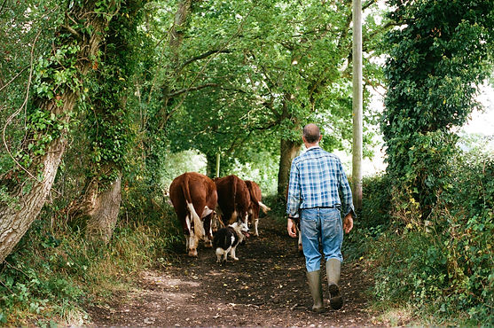 Romshed Farm, The South East (Angus D. Birditt) 10.jpg