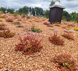 Lugmair Gartenkultur | Dachbegrünung