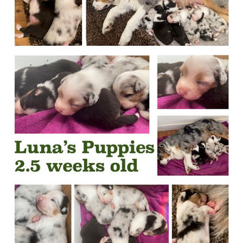 Lunas Puppies.jpg