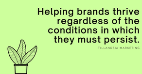 Introducing Tillandsia Marketing