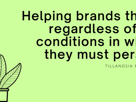 Introducing Tillandsia Marketing