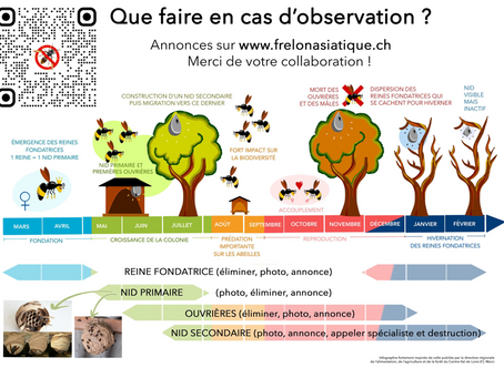 Frelon asiatique ! Que faire