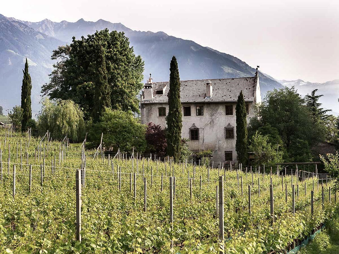 KR%C3%84NZELHOF-WEINREBEN-2_edited.jpg