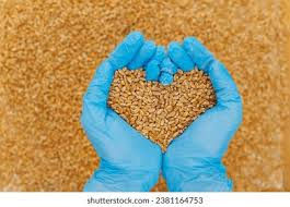 Grain Grading and Inspection: What It Is and Where It Came From