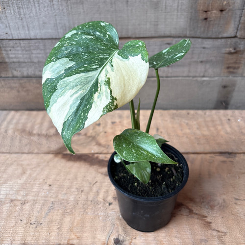 monstera pink princess kaufen Philodendron Pink Princess - Philodendron Pink Princess