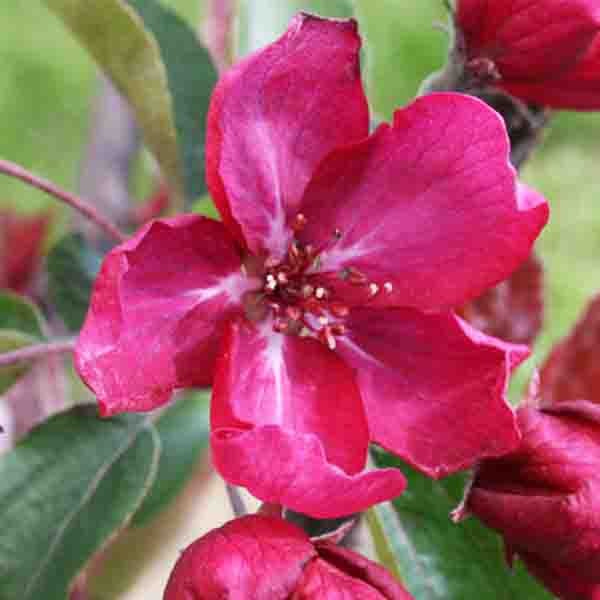 Thumbnail: Midnight Spire Columnar Ornamental Crabapple (Assorted Sizes)