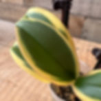Thumbnail: Phalaenopsis Orchid, 4" Pot