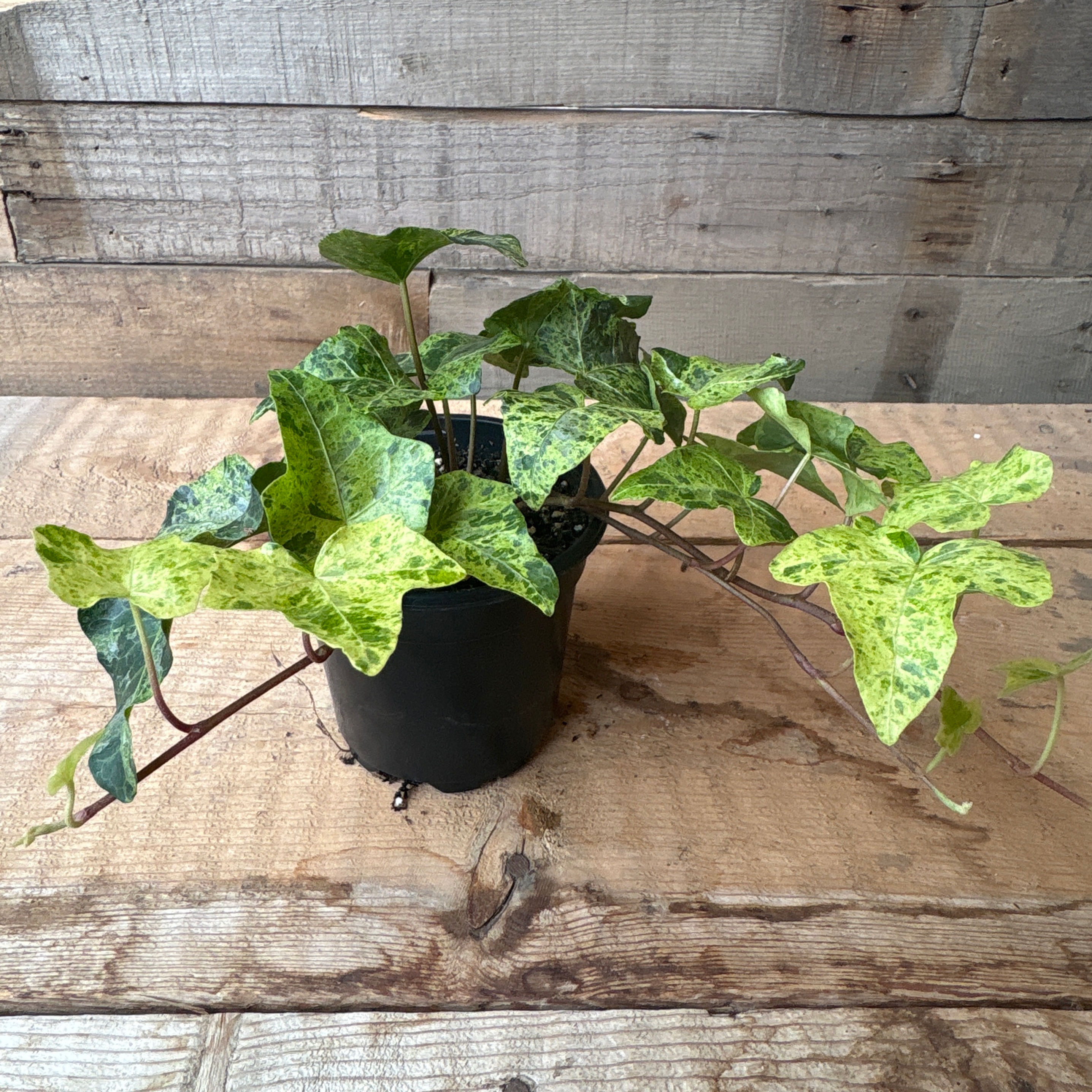 Luzii Variegated Hedera, 4" Pot