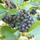 Thumbnail: Viking Chokecherry (2 Gallon Pot)