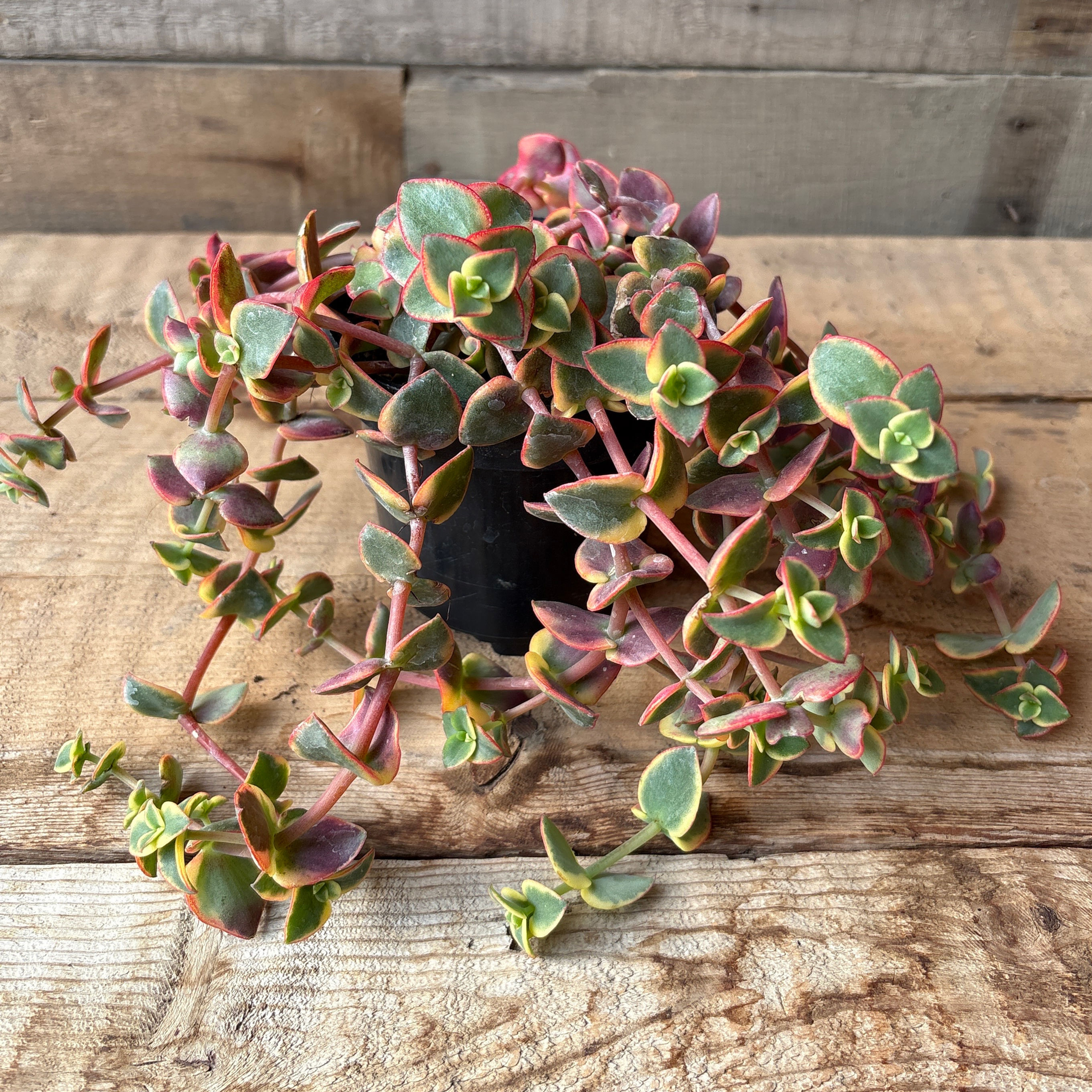 Calico Kitten Crassula, 4" Pot