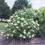 Thumbnail: American Elder (2 Galllon Pot)