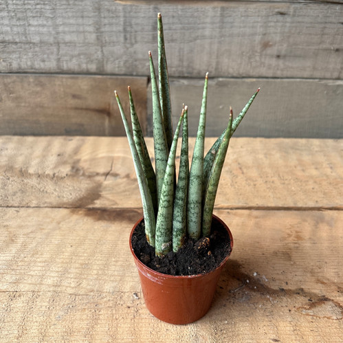 Francissi Spiky Sansevieria, 2.5