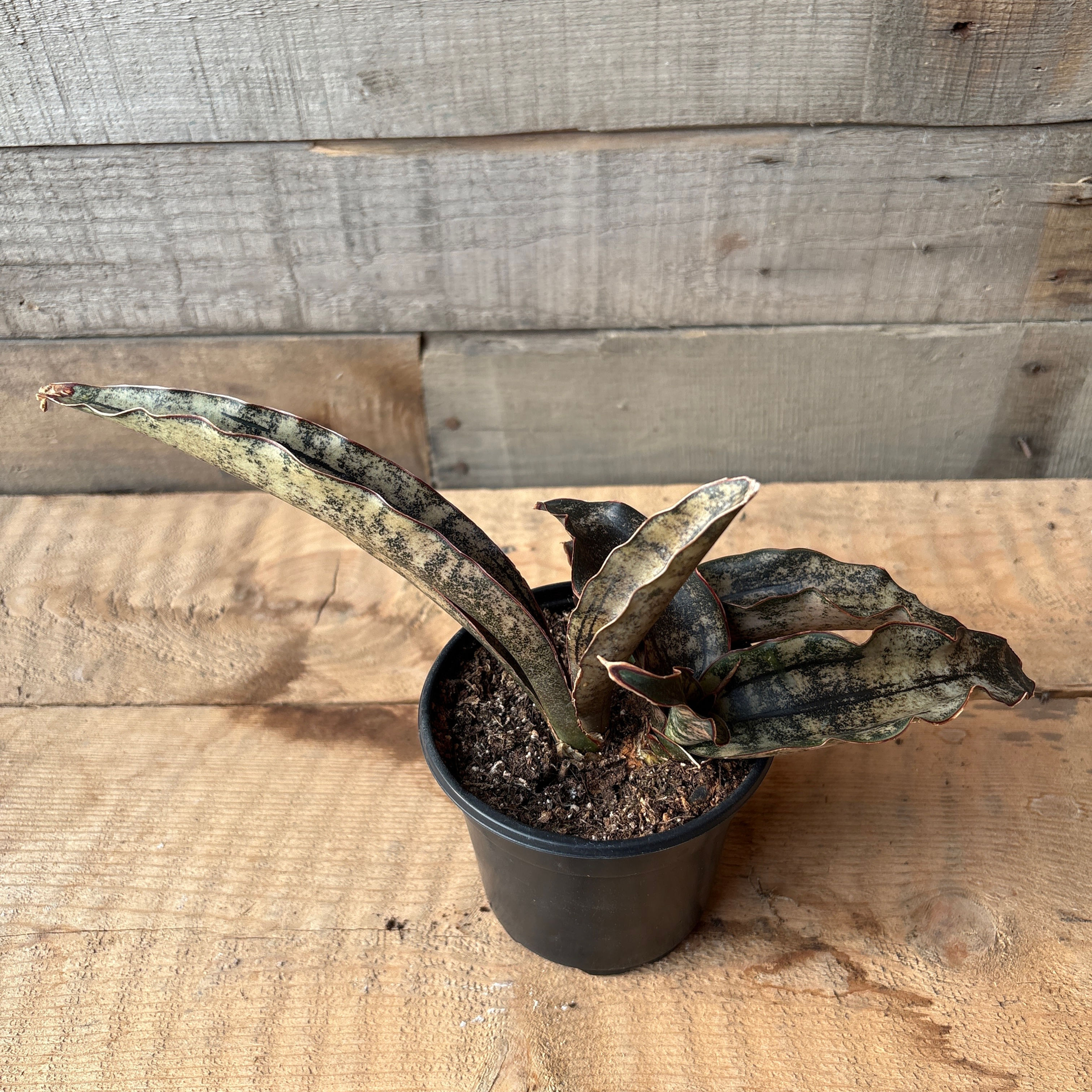 Coppertone Sansevieria, 4" Pot