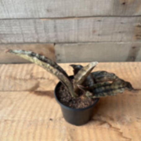 Coppertone Sansevieria, 4" Pot