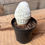 Thumbnail: Old Man Cactus 3.5" Pot