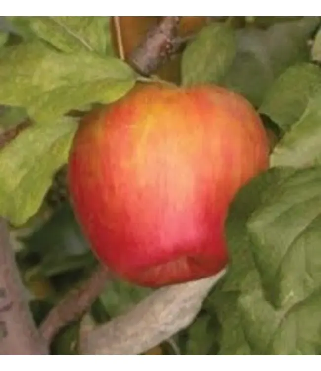 Gloria Apple (5-6ft)