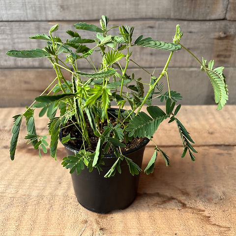 Sensitive Plant Mimosa (Assorted Sizes), each | Alternative Choice