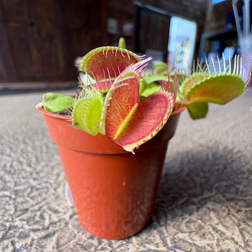 Venus Flytrap Carnivorous, 3