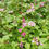 Thumbnail: Valentina Creeping Raspberry (1 Gallon Pot)