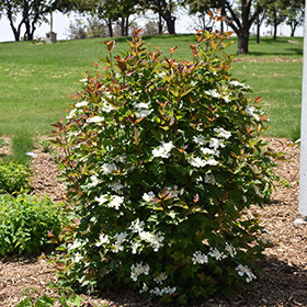 Redwing Highbush Cranberry (2 Gallon Pot) Alternative Choice Garden  Centre, Brandon, MB