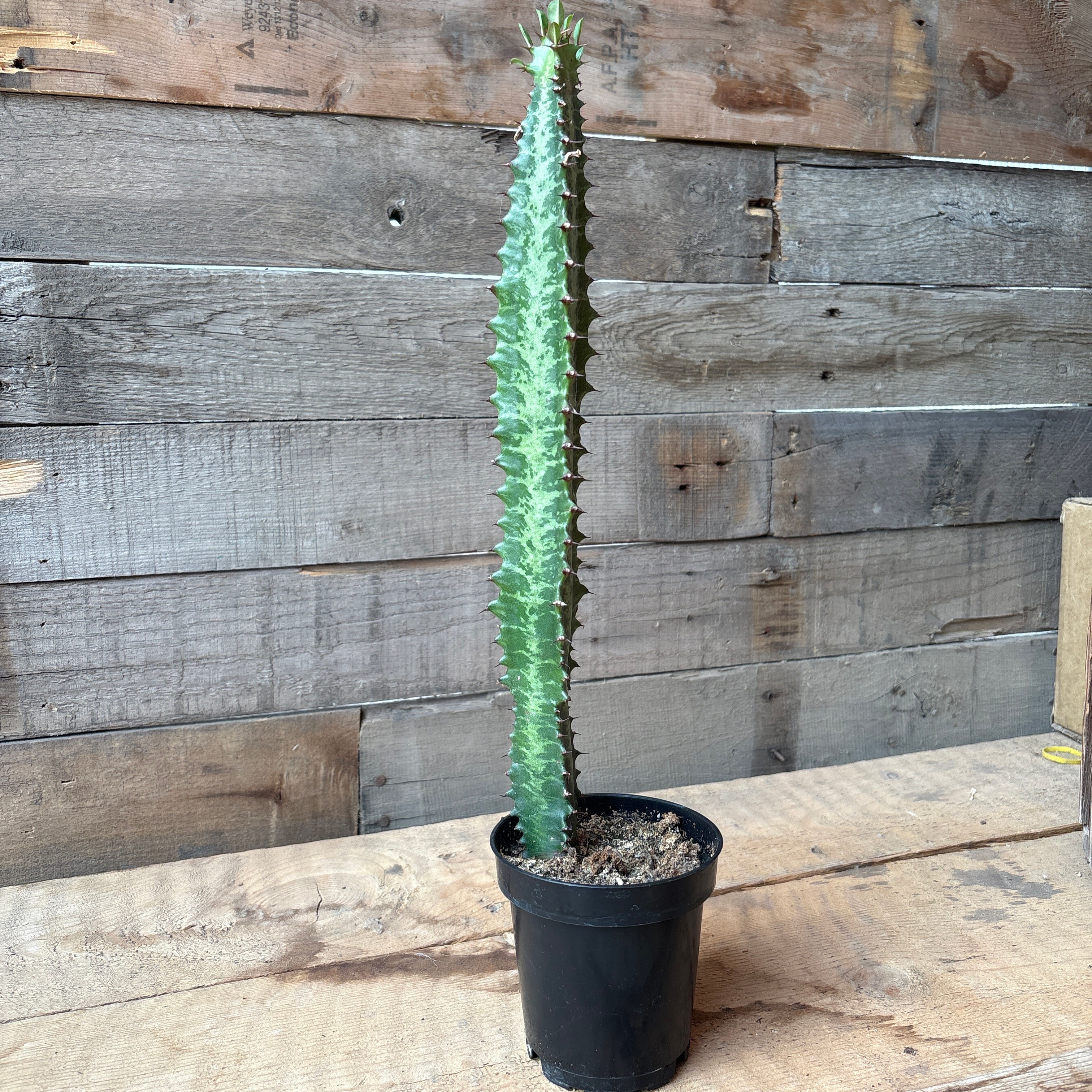 Variegated Euphorbia Trigona, 4" Pot