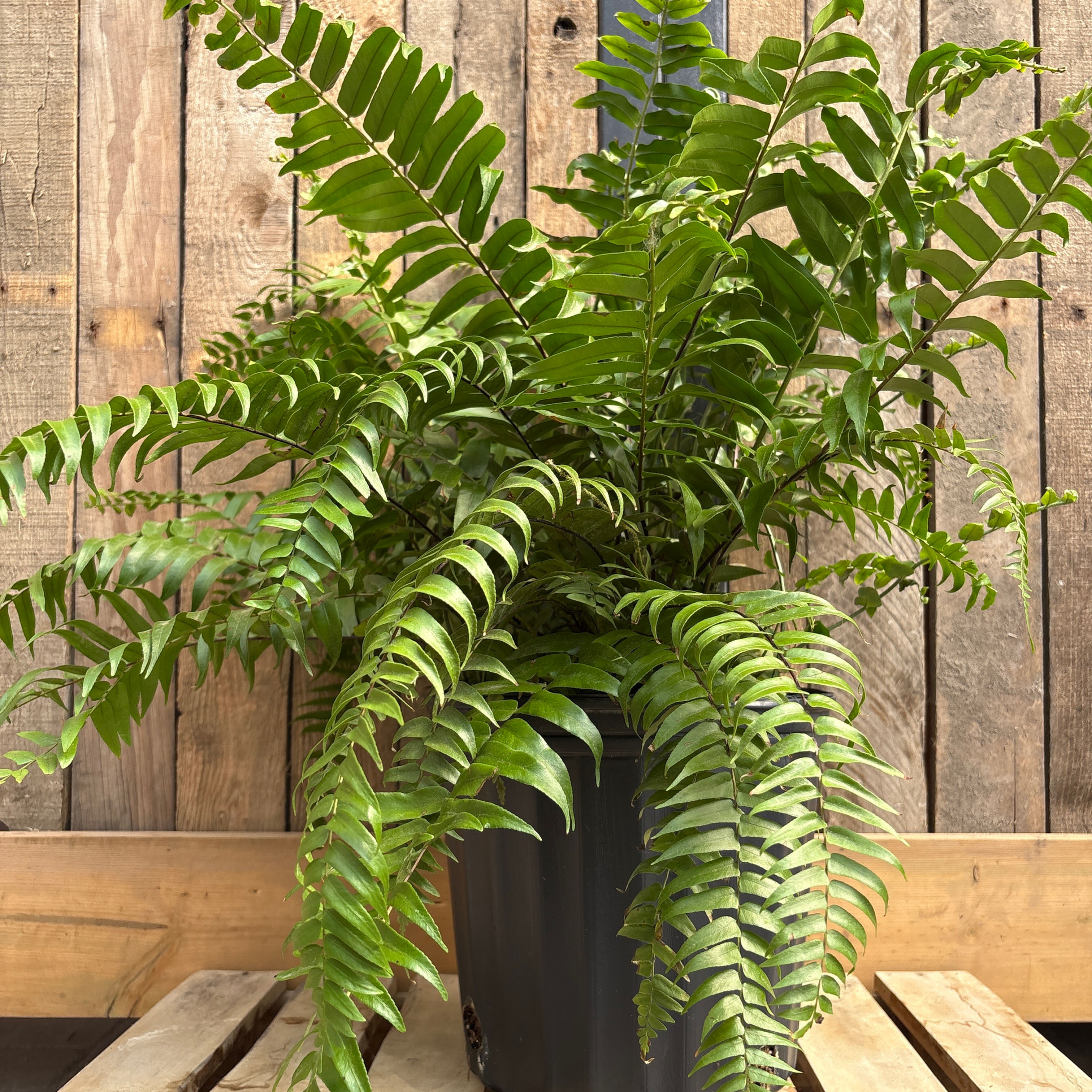 Biserrata Macho Fern Nephrolepis, 10" Pot
