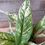 Thumbnail: Domino Peace Lily Spathiphyllum (Assorted Sizes)