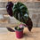 Thumbnail: Cuprea Red Secret Alocasia (Assorted Sizes)