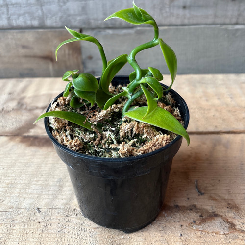 jade succulent plant Crassula ovata Variegated 'ET's Fingers' Jade 8 Inch main image 1
