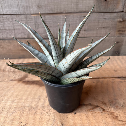 Silver Wave Sansevieria, 4