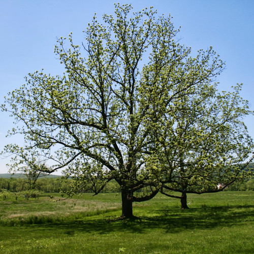 Black Walnut 7 Gallon Pot Alternative Landscaping Ltd Brandon Mb