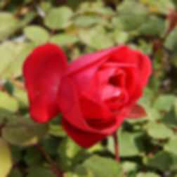 Winnipeg Parks Rose (2 Gallon Pot)