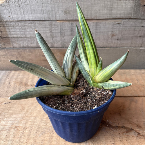 Boncel Variegated Sansevieria, 5