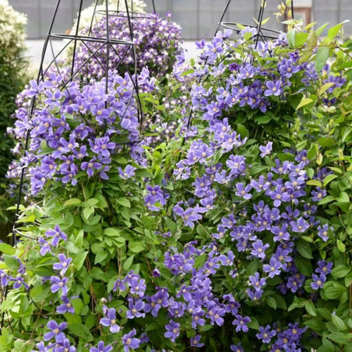 rain-dance-bush-clematis-1-gallon-pot-alternative-choice-garden