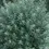 Thumbnail: French Pink Pussy Willow (2 Gallon Pot)