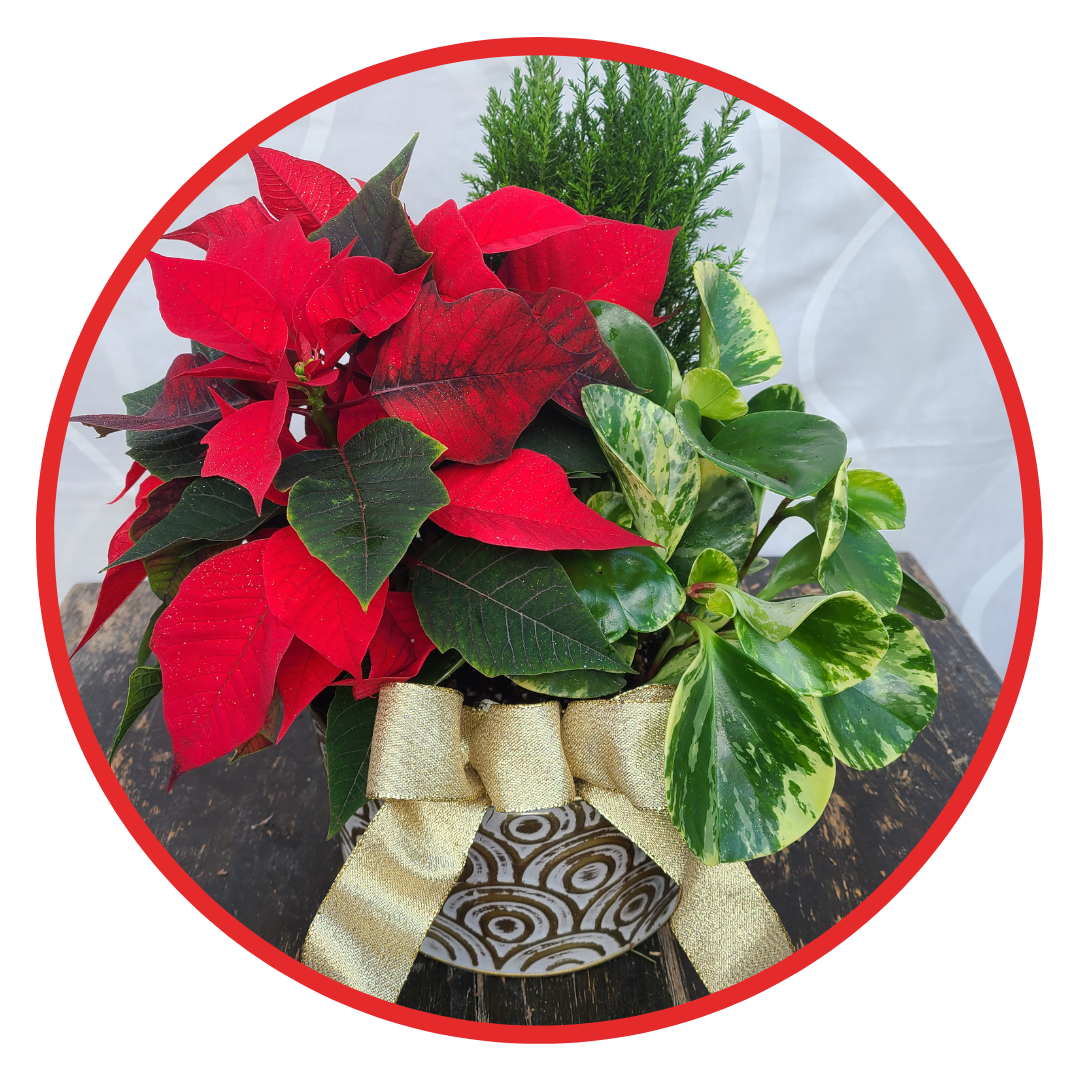 Poinsettia Arrangement, each