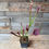 Thumbnail: Pitcher Plant, 4.5" Pot