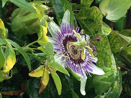 Passion Flower pic.jpeg