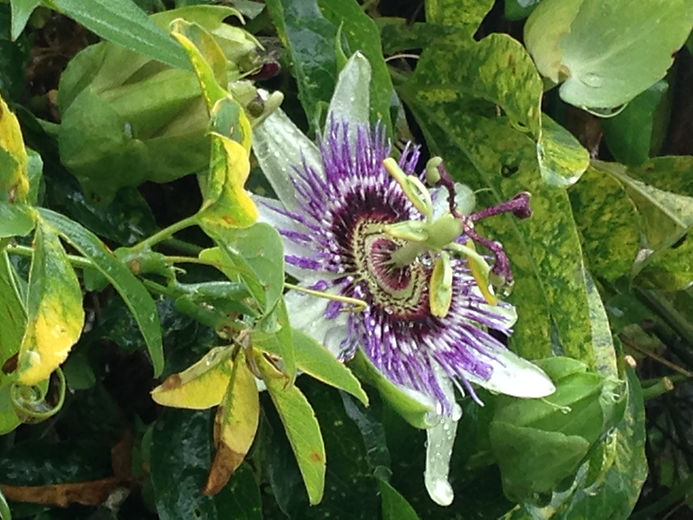 Passion Flower pic.jpeg