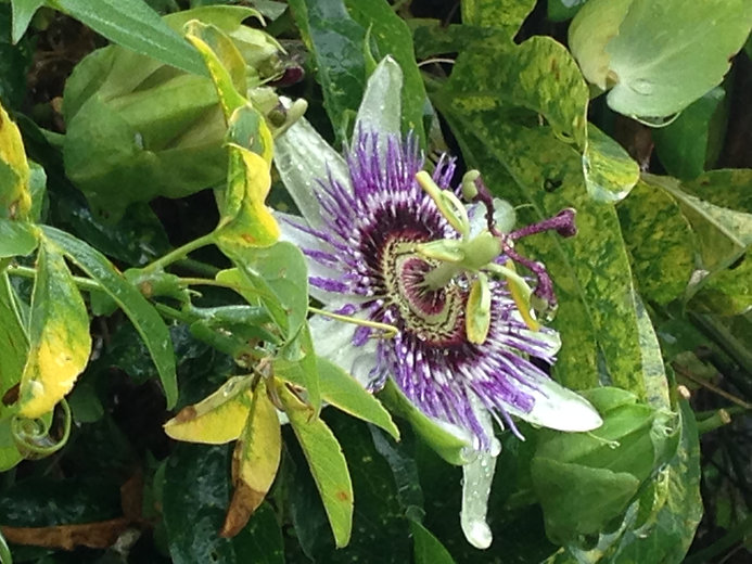 Passion Flower pic.jpeg