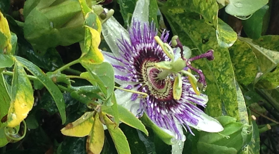 Passion Flower pic.jpeg