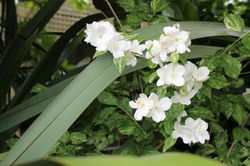 Mock Orange.jpeg