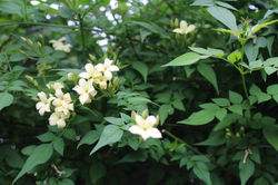 Jasmine good shot.jpeg