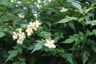 Jasmine good shot.jpeg