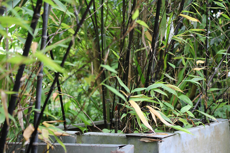 Bamboo hi.jpeg