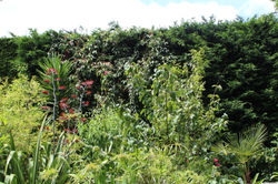 Hedge tropical v hi res.jpeg