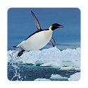BlueOtter W.png