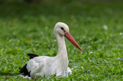 Cigogne 14 mai 2016 2