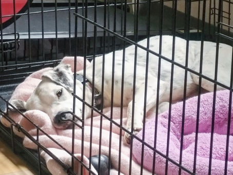 Mastering Crate Training: A Guide to Happy and Calm Canine Spaces
