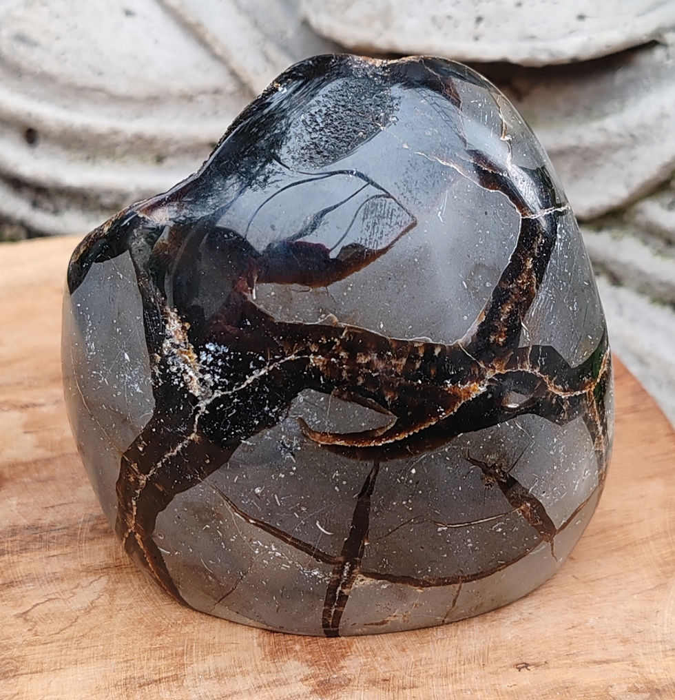 Miniature : Septaria sauvage